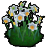 ホタル舞うスイセンの花の画像